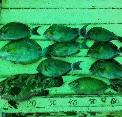 本部釣りイカダ 釣果