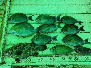 本部釣りイカダ 釣果