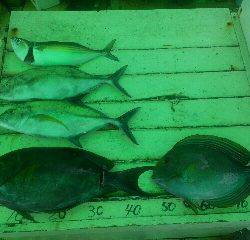 本部釣りイカダ 釣果