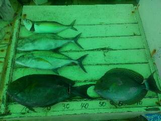 本部釣りイカダ 釣果