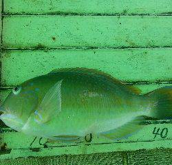 本部釣りイカダ 釣果