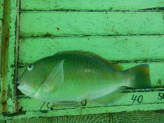 本部釣りイカダ 釣果