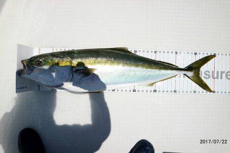 フルコンタクト 釣果