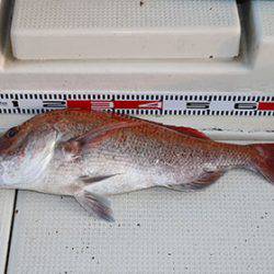 松本釣船２ 釣果