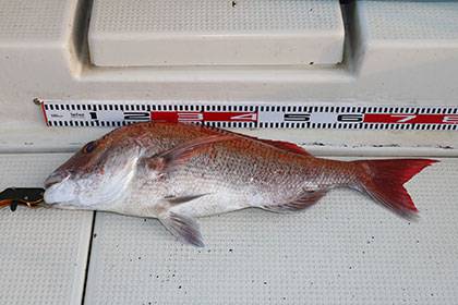 松本釣船２ 釣果