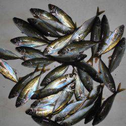 ルアー船マヒマヒ 釣果