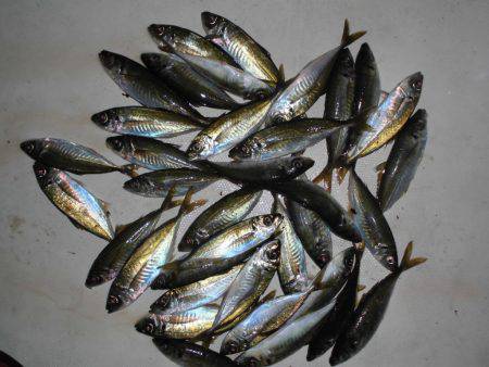 ルアー船マヒマヒ 釣果