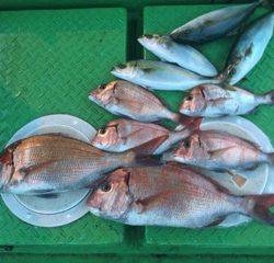 利弥丸（としやまる） 釣果