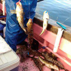 第八平成丸 釣果