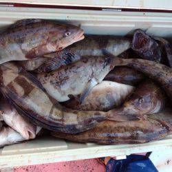 第八平成丸 釣果