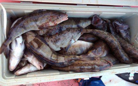 第八平成丸 釣果