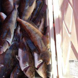 第八平成丸 釣果