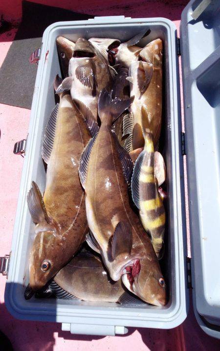 第八平成丸 釣果