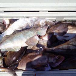 第八平成丸 釣果