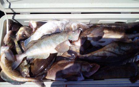 第八平成丸 釣果