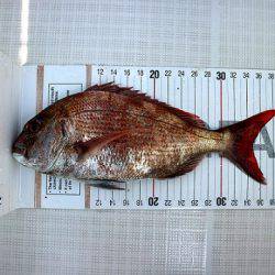 フルコンタクト 釣果