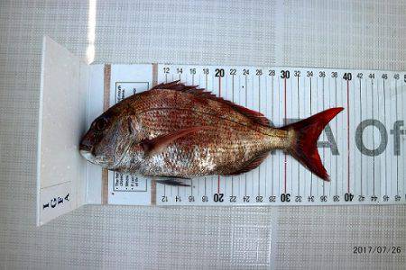 フルコンタクト 釣果