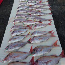 オーフリー 釣果