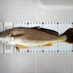 フルコンタクト 釣果