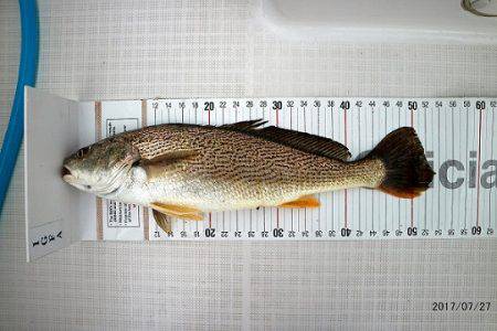 フルコンタクト 釣果