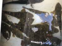 オーシャンマスター 釣果