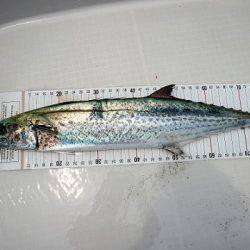 フルコンタクト 釣果