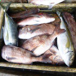 海釣り公園みかた 釣果