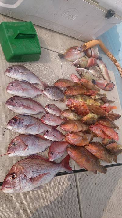 旭星釣りセンター 釣果