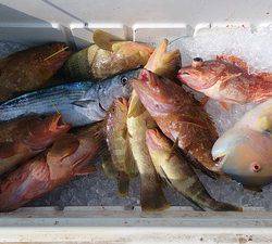 旭星釣りセンター 釣果