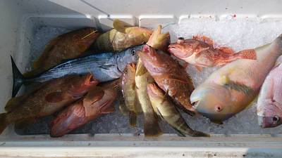 旭星釣りセンター 釣果