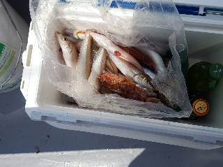 内浜丸 釣果