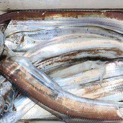 松本釣船２ 釣果