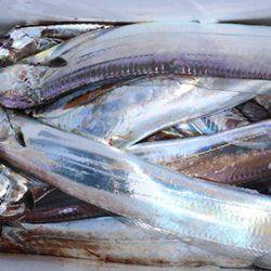 松本釣船２ 釣果