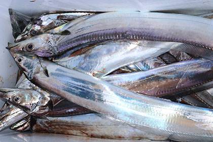 松本釣船２ 釣果