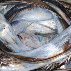 松本釣船２ 釣果