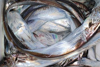 松本釣船２ 釣果