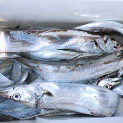 松本釣船２ 釣果