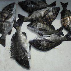 ルアー船マヒマヒ 釣果