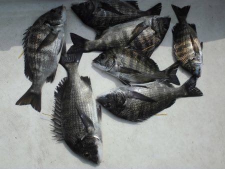 ルアー船マヒマヒ 釣果