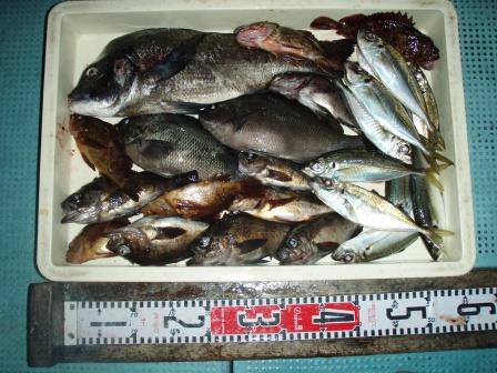 朝日丸 釣果