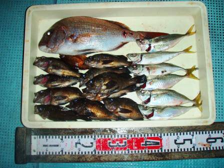 朝日丸 釣果