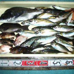 朝日丸 釣果