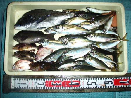 朝日丸 釣果