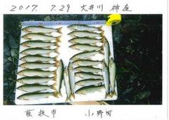 大井川（大井川(非)漁業協同組合） 釣果