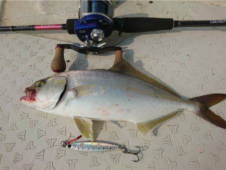 マタウマリンサービス 釣果