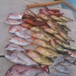 旭星釣りセンター 釣果