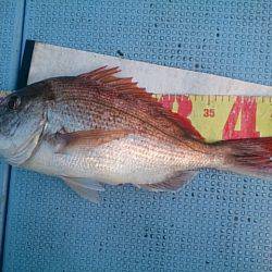 第二常豊丸 釣果