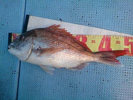 第二常豊丸 釣果