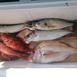 第二常豊丸 釣果