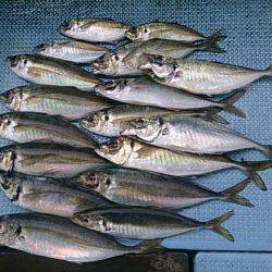 第二常豊丸 釣果